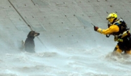 Người dân bất chấp nguy hiểm dùng trực thăng cứu chú chó bị rơi xuống sông