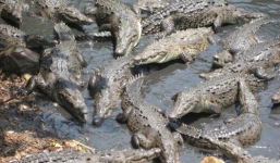 Đảo cá sấu 'tử thần' xóa sổ đoàn lính Nhật gần 1000 người