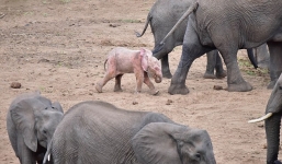 Hy hữu chú voi màu hồng ở Nam Phi