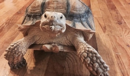 Kiếm tiền triệu mỗi tháng chỉ nhờ dắt rùa đi dạo