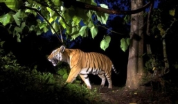 Náo loạn vì hổ hoang dã xuống bắt lợn ở Bắc Kạn