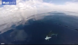 Video cá mập bò điên cuồng cướp cá cắn câu của ngư dân