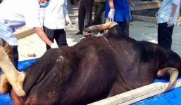 Bò tót đực nặng 800kg chết tại Đồng Nai
