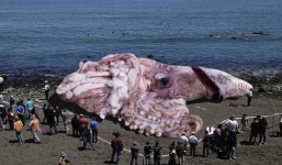 Cận cảnh những động vật khổng lồ khó tin trên trái đất