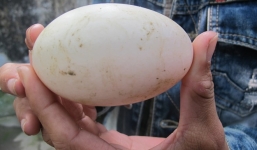 Đà Nẵng: Kỳ lạ vịt đẻ trứng 2 lòng đỏ suốt 4 năm liền