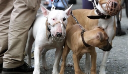 Phương tây 'quản lý' chó nơi công cộng thế nào