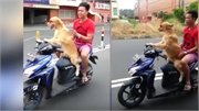 Video: Chú chó sành điệu đeo kính đen, điều khiển mô tô