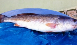 Bắt được cá sủ vàng nặng 9kg giá tiền tỷ trên sông Thị Vải