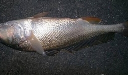 Ngư dân Việt liên tiếp bắt được cá sú vàng tiền tỷ