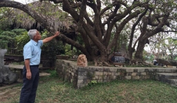 Thương vụ 'siêu lãi': mua cây Quần long hội tụ 350 triệu, bán 10 tỷ