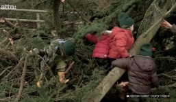 Video trẻ nhỏ trèo ngọn cây chót vót khiến nhiều bố mẹ Việt ngỡ ngàng