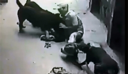 Vụ đàn chó dữ tấn công chủ: Nạn nhân bị đứt gân tay