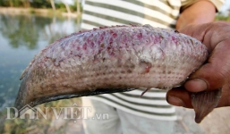 Hoảng hồn cá lóc tróc vảy, chảy máu toàn thân