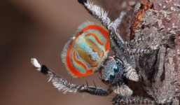 Video: Những loài nhện có màu sắc và khuôn mặt kỳ lạ