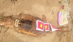 Xác cá voi dài 1,5m dạt vào bờ biển