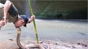 Video: Người đàn ông liều lĩnh hôn rắn hổ mang chúa 'khủng'