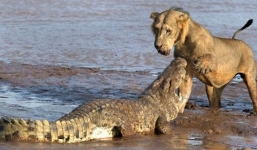 Sư tử con phối hợp săn liên tiếp hàng loạt cá sấu