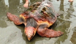 Nghệ An: Ngư dân từ chối 300 triệu đồng, quyết thả rùa quý về biển