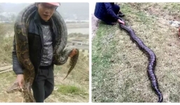 Bắt được trăn khổng lồ 100 tuổi nặng 46kg