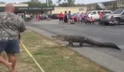 Video: Cá sấu dài 3 m đi lạc vào trường học ở Mỹ