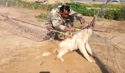 Lính Iraq tỉ mỉ giải cứu chó hoang mắc lưới gây xúc động