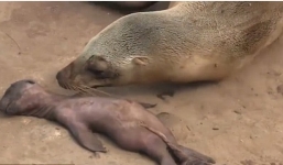 Video sư tử biển gào khóc thảm thiết bên xác con