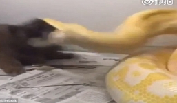 Video chủ nhân cho trăn nuốt chửng chó cảnh gây phẫn nộ