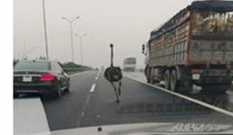 Đà điểu 'khủng' chạy trên cao tốc Ninh Bình- Cầu Giẽ
