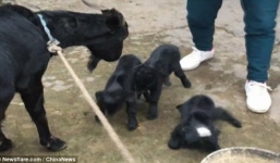 Video: Kỳ lạ chú cừu 2 đầu mới sinh ở Trung Quốc