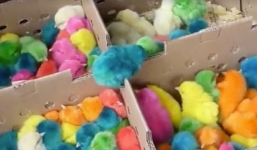 Phẫn nộ cảnh nhuộm màu cho gà con ở TPHCM