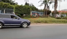 Sư tử trốn khỏi khu bảo tồn, gây náo loạn trên đường phố