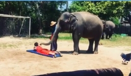 Tóc Tiên vô tư để voi đánh vào lưng