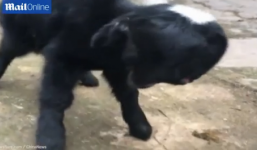 Video: Kỳ lạ chú cừu 2 đầu mới sinh ở Trung Quốc