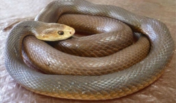 Những loài rắn 'khủng' có nọc kịch độc đủ giết hàng trăm người