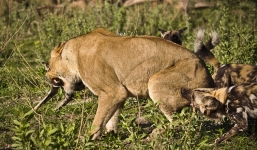 Sư tử bại trận trước vòng vây tấn công của bầy chó hoang