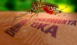 Phát hiện một du khách người Australia nhiễm virus Zika sau khi trở về từ Việt Nam