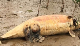 Xác cá heo mõm dài nặng 1 tạ trôi dạt vào bờ biển Thanh Hóa