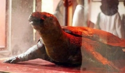 Xác 'cụ' rùa được bảo quản bằng phương pháp hiện đại nhất thế giới