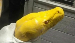 Video: Thực khách ném trăn khủng dài 4m vào nhà hàng vì giận dỗi