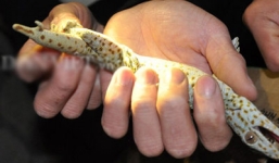 Hy hữu tắc kè mọc 2 đuôi ở Bắc Giang