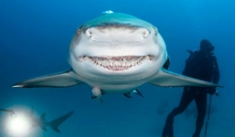 Thợ săn 'máu lạnh' cười khoe răng trước máy quay của du khách