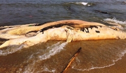 Xác cá voi gần 5 tấn dạt vào bờ biển Quảng Bình