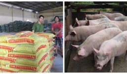 6 triệu con heo ăn chất cấm: Thiếu chế tài hay thừa chiêu 'lẩn' trách nhiệm?