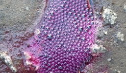 Hóa chất lạ màu tím, sôi sục trên 4km đường