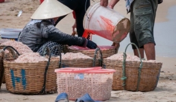 Nhuộm ruốc bằng hóa chất: Thu mẫu ruốc khô để xét nghiệm