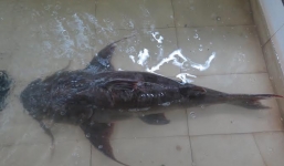 Đại gia Hà thành chi 70 triệu mua cá chiên khủng