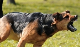 Chó dại cắn 7 người, một thai phụ tử vong