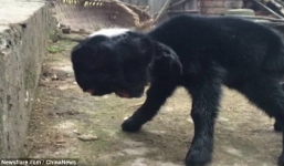 Lạ kỳ cừu hai đầu ở Trung Quốc