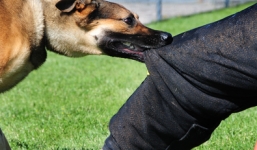 Vụ thai phụ bị chó cắn tử vong: Phụ nữ mang thai có tiêm được vắc-xin phòng dại?