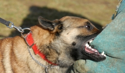 Một phụ nữ mang thai bị chó nhà nuôi cắn tử vong